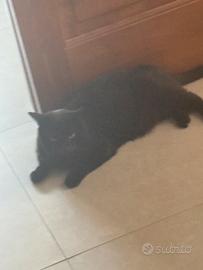 Gatto nero Magda