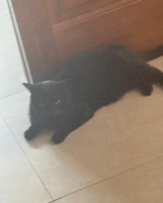 Gatto nero Magda