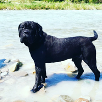 Cane CORSO