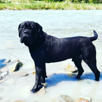 Cane CORSO per monta