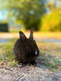 Cuccioli di coniglio