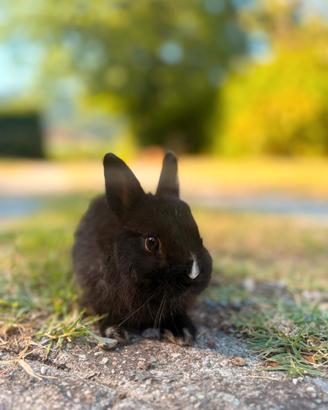 Cuccioli di coniglio