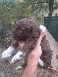 Cucciola di Lagotto Romagnolo