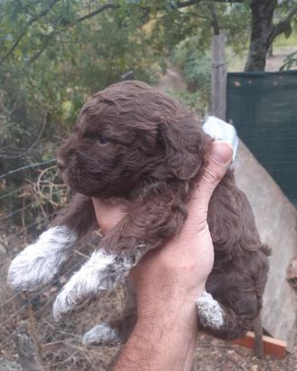 Cucciola di Lagotto Romagnolo