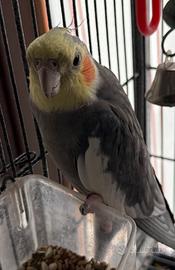 Calopsita perlato maschio