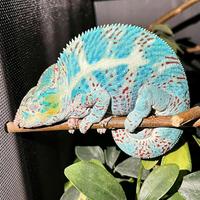 Coppia Furcifer Pardalis Nosy Faly + Terrari