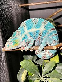 Coppia Furcifer Pardalis Nosy Faly + Terrari