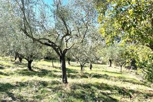 Terreno di 3500 m² a Viterbo