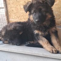 Cucciolo pastore tedesco