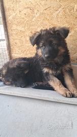 Cucciolo pastore tedesco
