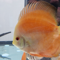 Pesce Discus