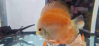 Pesce Discus