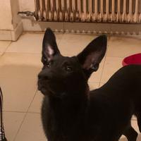 Pastori belga ADOZIONE