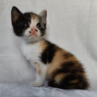 Gattina mix don sphynx tricolore(consegna)