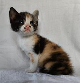 Gattina mix don sphynx tricolore(consegna)