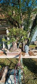 Prebonsai yamadori leccio quercus Ilex 