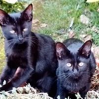 Cuccioli tutti neri, maschio/femmina