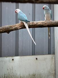 Coppia parrochetti dal collare