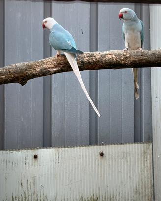 Coppia parrochetti dal collare
