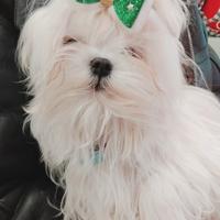 Cucciolo Maltese Coreano