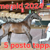 Cavallo emerald 2024