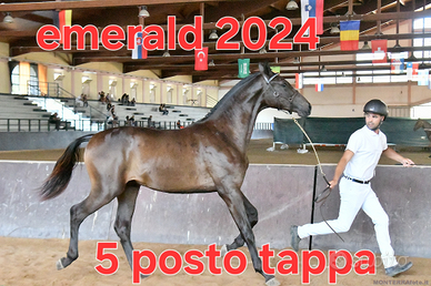 Cavallo emerald 2024