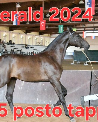 Cavallo emerald 2024