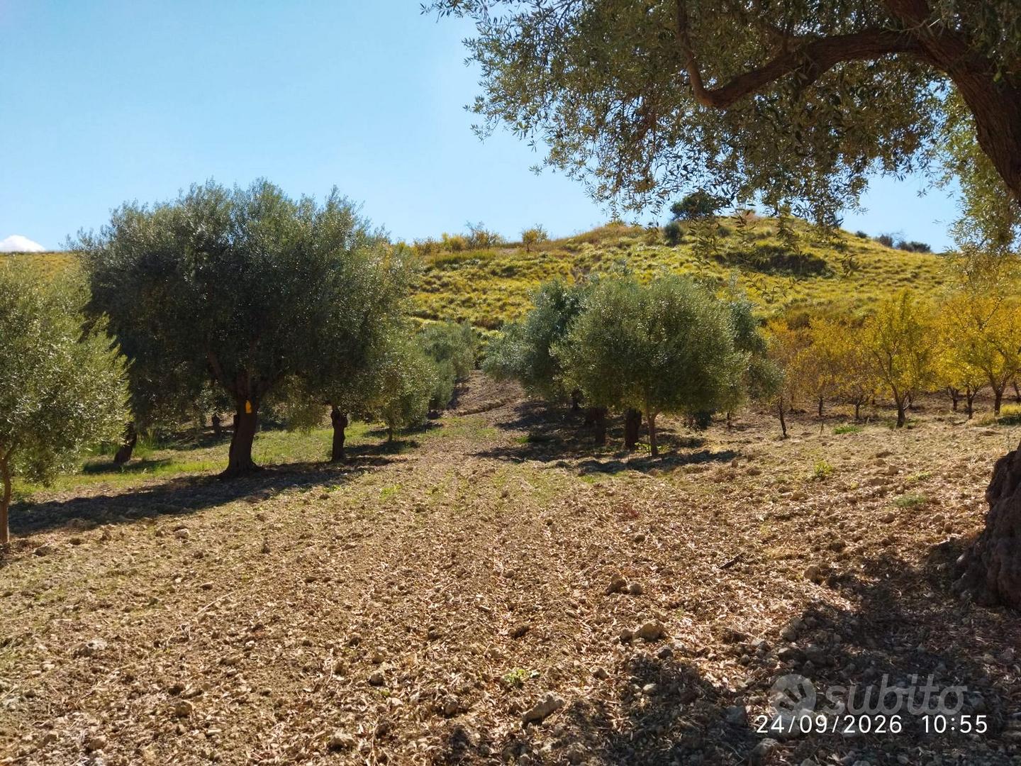 Si vende Mandorleto ed Uliveto - Vista 5