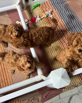 cane  razza barbone toy