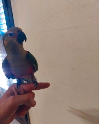 Conuro jandaya