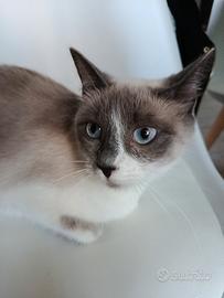 Gatta siamese 1 anno
