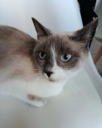 Gatta siamese 1 anno
