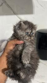Gatto persiano