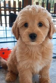 Maltipoo toy