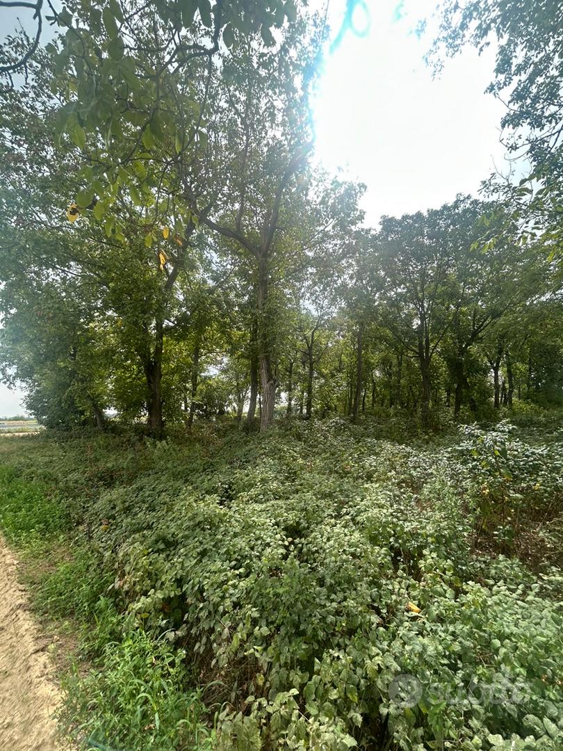 Terreno boschivo di circa 110 alberi a Carmagnola - Vista 3