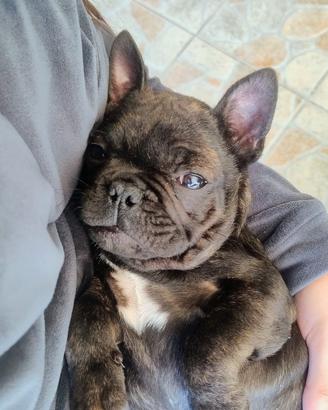 Bulldog francese