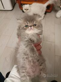 Persiano