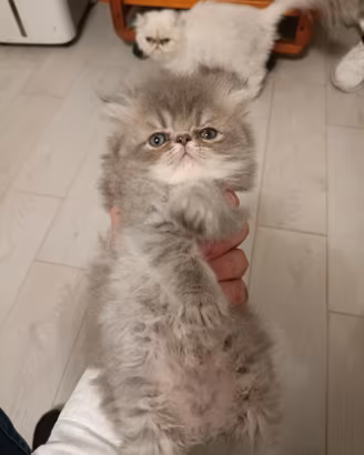 Persiano