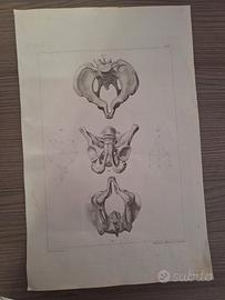 Tavola Anatomica Ottocento - Atlante di Ostetricia