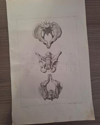 Tavola Anatomica Ottocento - Atlante di Ostetricia