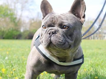 Cane per monta