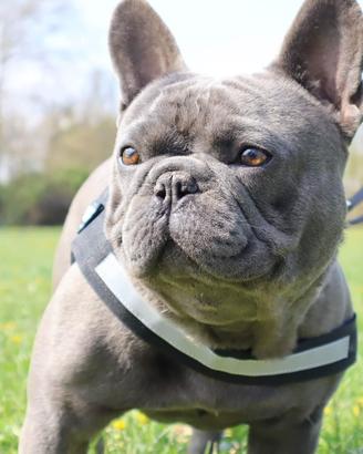 Cane per monta