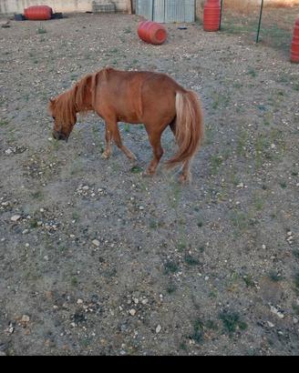 pony femmina