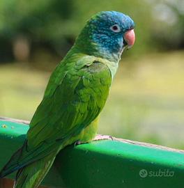 Conuro testa blu allevato a mano