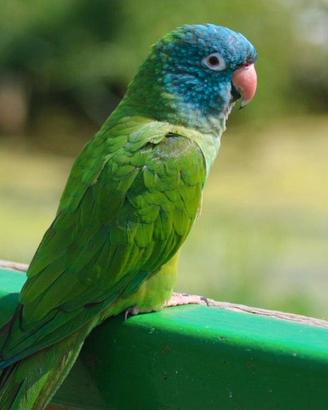 Conuro testa blu allevato a mano