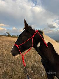 puledro barok pinto