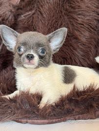 Chihuahua femmina toy