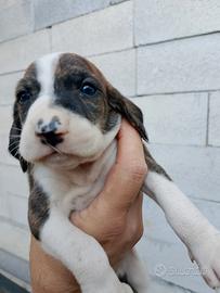 Cuccioli di segugio