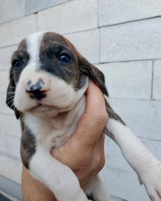 Cuccioli di segugio