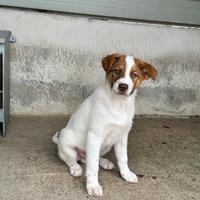 Blue cucciolo taglia medio grande